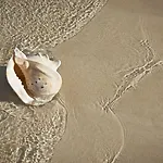 Atlantic Garden Mate Daire Corralejo